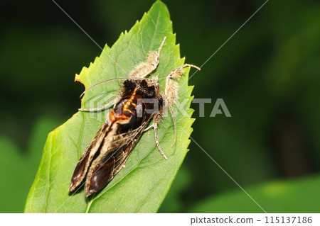 Tobiiro Toraga 115137186