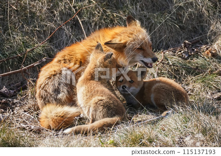 Kita fox 115137193