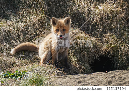 Kita fox 115137194