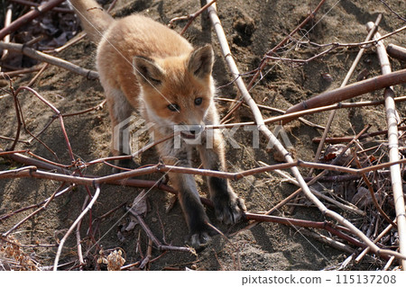 Kita fox 115137208