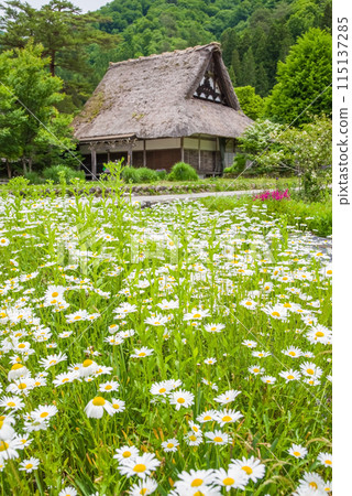 World Heritage Site Shirakawa-go Gassho-style Village Flower Season 115137285