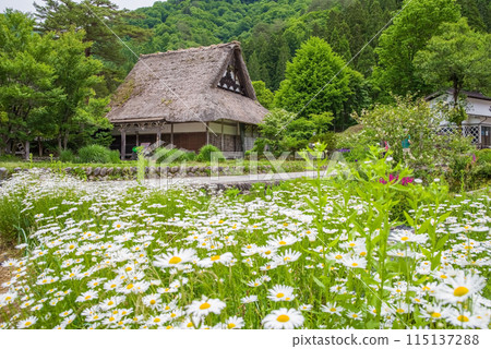 World Heritage Site Shirakawa-go Gassho-style Village Flower Season 115137288