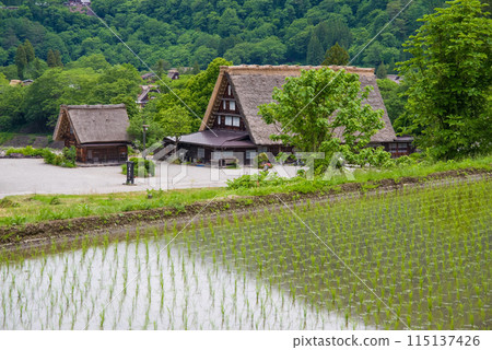 世界遺產白川鄉合掌造村插秧季節 世界遺產白川鄉合掌造村插秧季節 115137426
