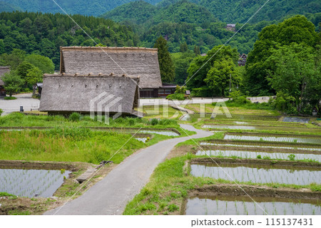 世界遺產白川鄉合掌造村插秧季節 115137431