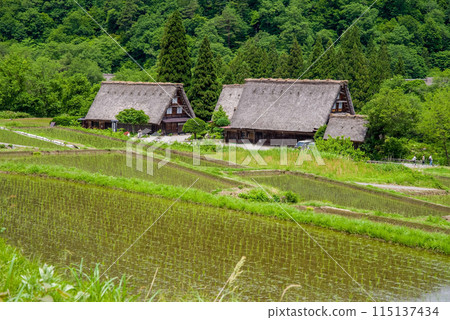World Heritage Site Shirakawa-go Gassho-style Village Rice Planting Season 115137434