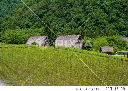 世界遺產白川鄉合掌造村插秧季節 115137439