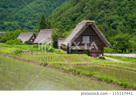世界遺產白川鄉合掌造村插秧季節 115137441