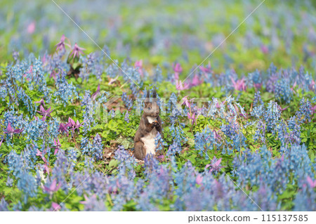squirrel in the flower field squirrel in the flower field 115137585