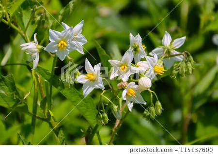 White flowers of the poisonous plant horsenettle blooming in Satoyama 115137600