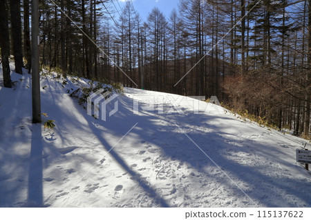 The forested area of Mt. Nyukasa in winter 115137622