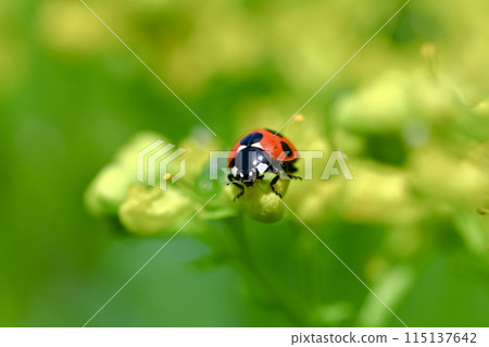 Nana Hoshi Tentou Nana Hoshi Tentou 115137642