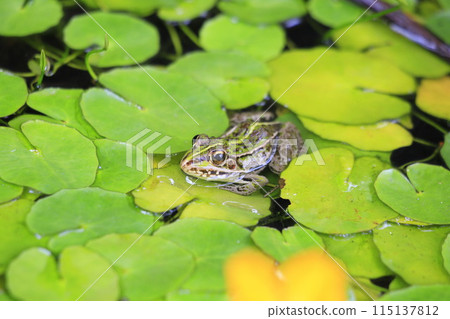 A Japanese pond frog resting on a floating leaf A Japanese pond frog resting on a floating leaf 115137812