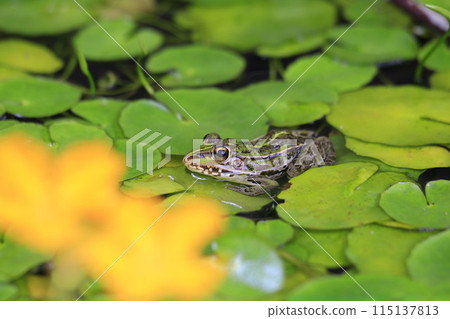 The eyes of the toad are vacant due to the heat. The eyes of the toad are vacant due to the heat. 115137813