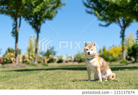 柴犬坐在草坪上,柴犬映襯藍天,蛻皮期間的柴犬,柴犬茜,可愛的柴犬高級模型狗 柴犬坐在草坪上,柴犬映襯藍天,蛻皮期間的柴犬,柴犬茜,可愛的柴犬高級模型狗 115137874