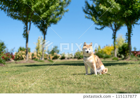 Shiba inu sitting on the grass, Shiba inu against the blue sky, Shiba inu in the shedding season, Shiba inu Akane, cute Shiba inu senior model dog 115137877