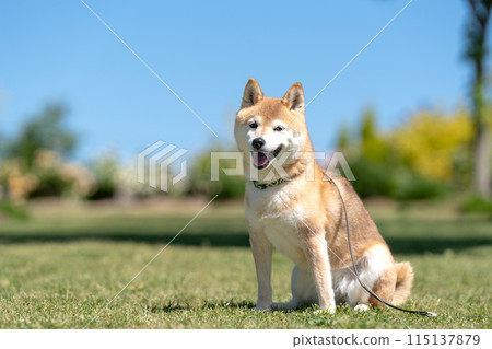 Shiba inu sitting on the grass, Shiba inu against the blue sky, Shiba inu in the shedding season, Shiba inu Akane, cute Shiba inu senior model dog 115137879