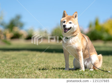 柴犬坐在草坪上,柴犬映襯藍天,蛻皮期間的柴犬,柴犬茜,可愛的柴犬高級模型狗 柴犬坐在草坪上,柴犬映襯藍天,蛻皮期間的柴犬,柴犬茜,可愛的柴犬高級模型狗 115137885