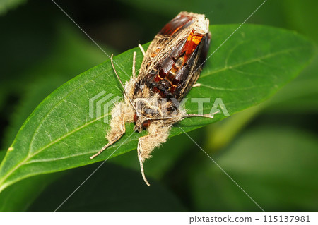 Tobiiro Toraga Tobiiro Toraga 115137981