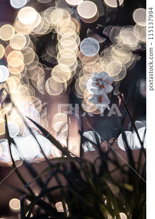 Daffodils and illuminations 115137994