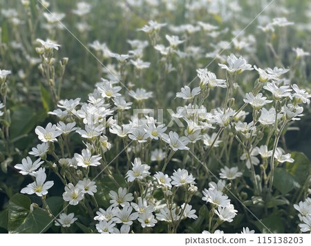  White flower 115138203