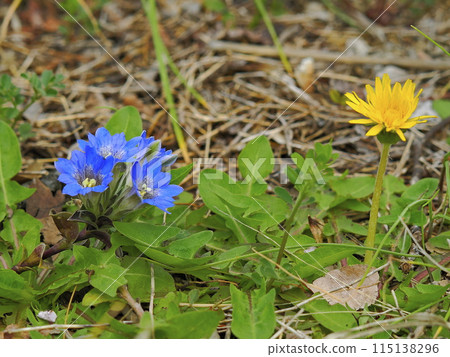 Spring lilies and dandelions Spring lilies and dandelions 115138296