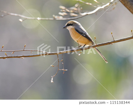 摩西陷在樹枝上 摩西陷在樹枝上 115138344