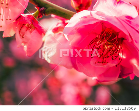 盛開的紅梅沐浴著初春的陽光 115138509