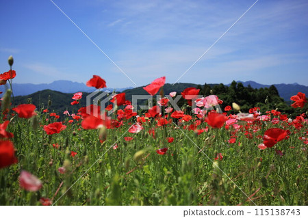 Red poppy and blue sky Red poppy and blue sky 115138743