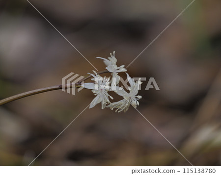 Seri bauren flowers 115138780