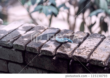 Tropical plants, Greenhouse dome plants Tropical plants, Greenhouse dome plants 115138793