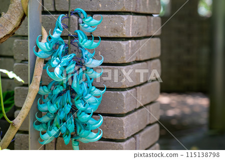 熱帶植物、溫室圓頂植物 115138798