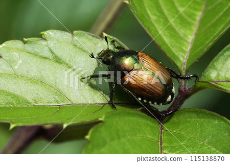 Spring May: A bean beetle crawling on a knotweed leaf Spring May: A bean beetle crawling on a knotweed leaf 115138870