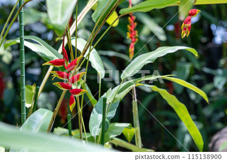 Heliconia, a popular plant in botanical gardens, tropical plants, greenhouse dome plants Heliconia, a popular plant in botanical gardens, tropical plants, greenhouse dome plants 115138900