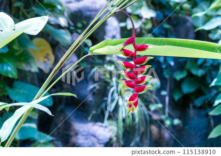 赫蕉，植物園中常見的植物，來自熱帶的植物，溫室圓頂中的植物 115138910