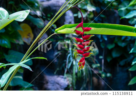 Heliconia, a popular plant in botanical gardens, tropical plants, greenhouse dome plants 115138911