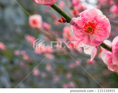 盛開的紅梅沐浴著初春的陽光 115138955