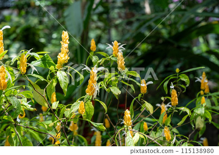 Tropical plants, Greenhouse dome plants Tropical plants, Greenhouse dome plants 115138980