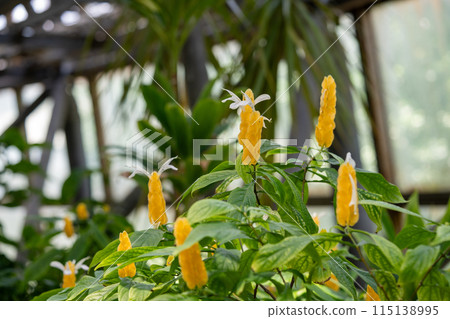熱帶植物、溫室圓頂植物 熱帶植物、溫室圓頂植物 115138995