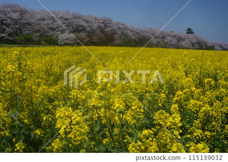 春天的油菜花和櫻花映襯著藍天 115139032