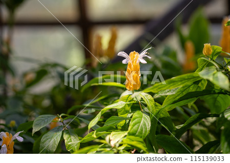 熱帶植物、溫室圓頂植物 115139033