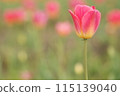 開花在花田的紅色鬱金香 115139040