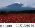 紅色的罌粟花和白雪皚皚的富士山 115139049