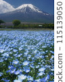 富士山和蓮花盛開的景色 115139050