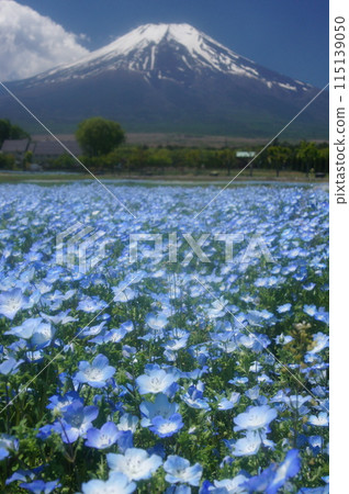 富士山和蓮花盛開的景色 115139050