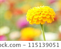 公園裡盛開的黃色百日菊 115139051