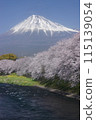 櫻花盛開，富士山殘雪閃閃發光 115139054