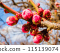 Red plum buds bathed in early spring sunlight 115139074