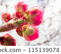 Red plum buds bathed in early spring sunlight 115139078