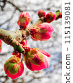 Red plum buds bathed in early spring sunlight 115139081