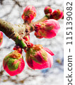 Red plum buds bathed in early spring sunlight 115139082